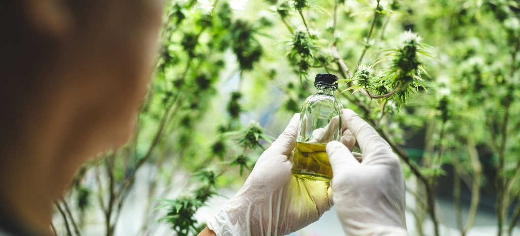 ingredients in marijuana causing anxiety, showing CBD oil and individual examining the product